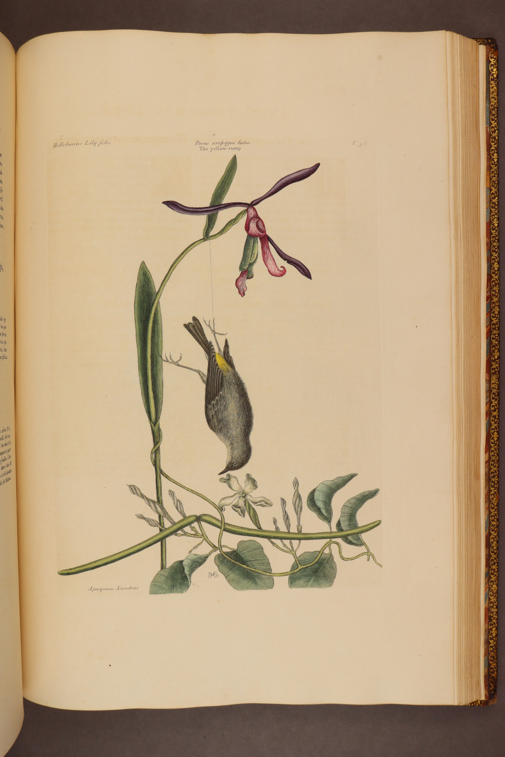 Plate 58